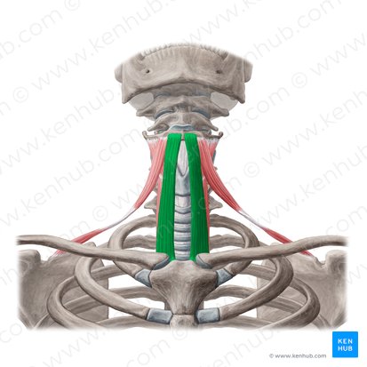 Musculus sternohyoideus (Brustbein-Zungenbein-Muskel); Bild: Yousun Koh