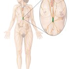 Cisterna chyli