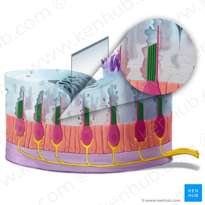 Stereocilium of vestibular hair cell (Stereocilium vestibulocyti); Image: Tal Bavli Ziv