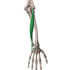 Músculo extensor ulnar do carpo