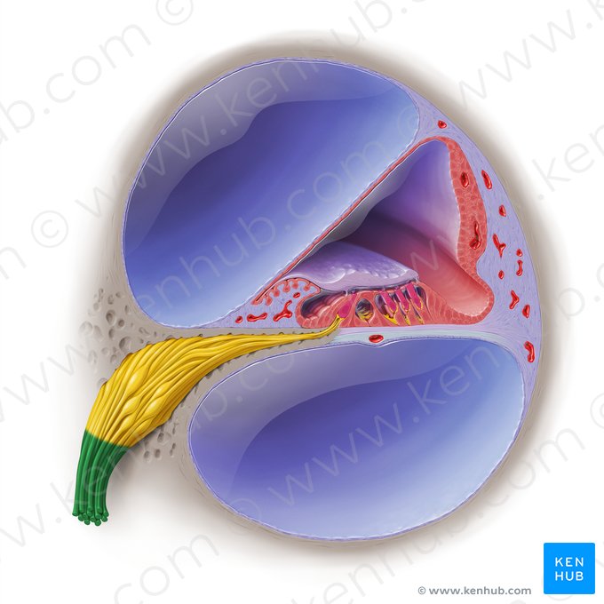 Nervo coclear (Nervus cochlearis); Imagem: Paul Kim