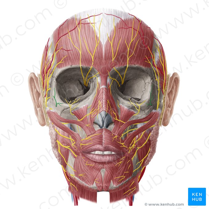 Ramo cigomaticofacial del nervio cigomático (Nervus zygomaticofacialis); Imagen: Yousun Koh