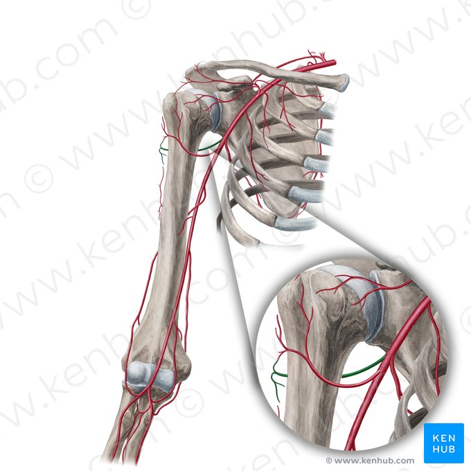 Artéria circunflexa posterior do úmero (Arteria circumflexa posterior humeri); Imagem: Yousun Koh