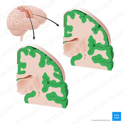Corteza cerebral (Cortex cerebri); Imagen: Paul Kim