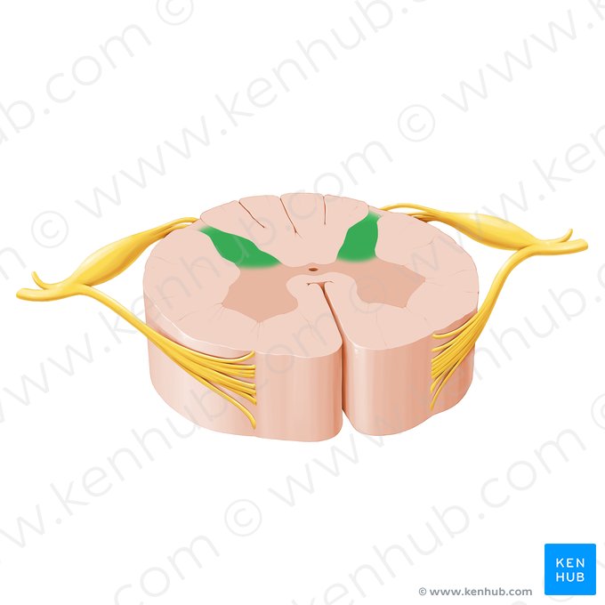 Asta posterior de la médula espinal (Cornu posterius medullae spinalis); Imagen: Paul Kim