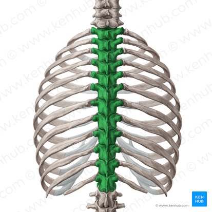 Thoracic vertebrae (Vertebrae thoracicae); Image: Yousun Koh