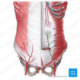 Inferior epigastric artery (Arteria epigastrica inferior); Image: Yousun Koh