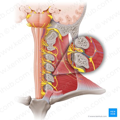 Nervio espinal C4 (Nervus spinalis C4); Imagen: Paul Kim