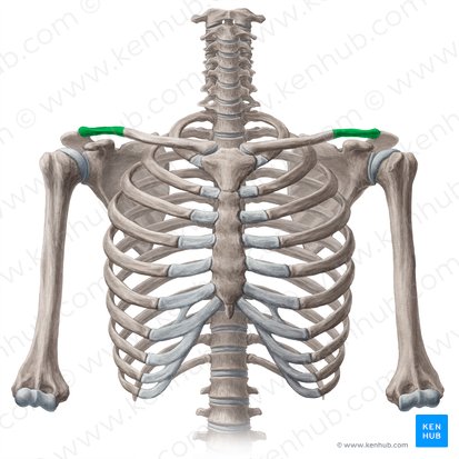 Tercio lateral de la clavicula (Pars lateralis claviculae); Imagen: Yousun Koh