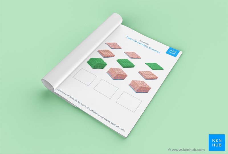 Teste seus conhecimentos sobre os tipos de tecido epitelial com a nossa apostila de exercícios: Faça o download abaixo!