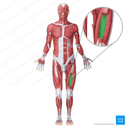 Músculo vasto intermedio (Musculus vastus intermedius); Imagen: Irina Münstermann