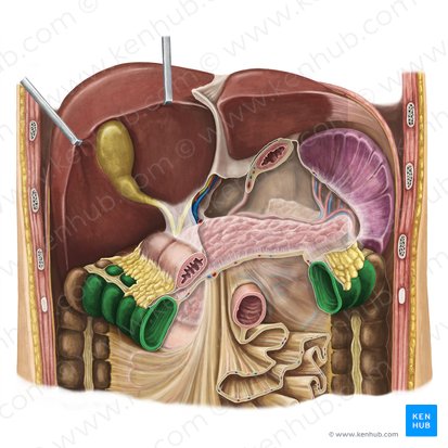 Colon transversum (Querverlaufender Dickdarm); Bild: National Library of Medicine