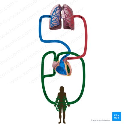 Circulatio systematis (Körperkreislauf); Bild: Begoña Rodriguez