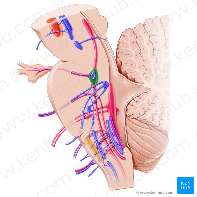 Núcleo principal do nervo trigêmeo (Nucleus sensorius principalis nervi trigemini); Imagem: Paul Kim