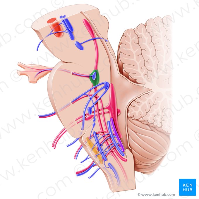 Principal sensory nucleus of trigeminal nerve (Nucleus sensorius principalis nervi trigemini); Image: Paul Kim