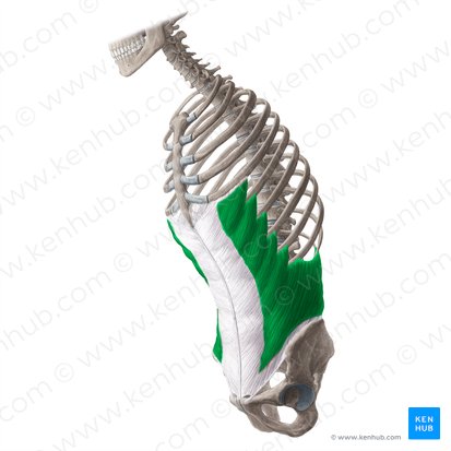 Musculus obliquus externus abdominis (Äußerer schräger Bauchmuskel); Bild: Yousun Koh