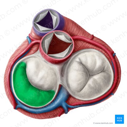 Cúspide posterior da valva mitral (Cuspis posterior valvae atrioventricularis sinistrae); Imagem: Yousun Koh