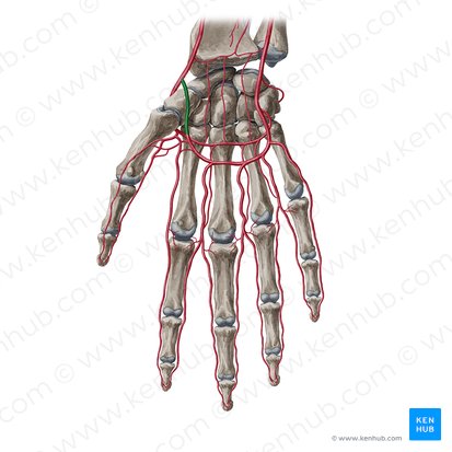 Rama palmar superficial de la arteria radial (Ramus palmaris superficialis arteriae radialis); Imagen: Yousun Koh