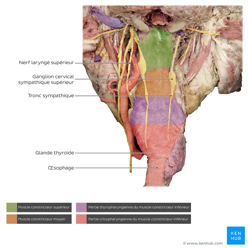 Constricteurs du pharynx sur un cadavre étiqueté