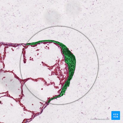 Tejido conectivo denso (Textus connectivus compactus); Imagen: 