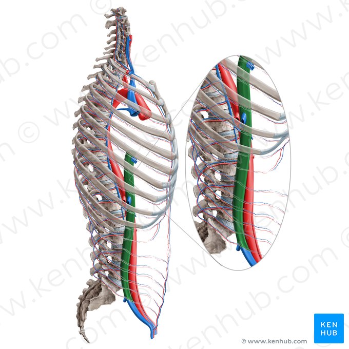 Veia cava inferior (Vena cava inferior); Imagem: Paul Kim