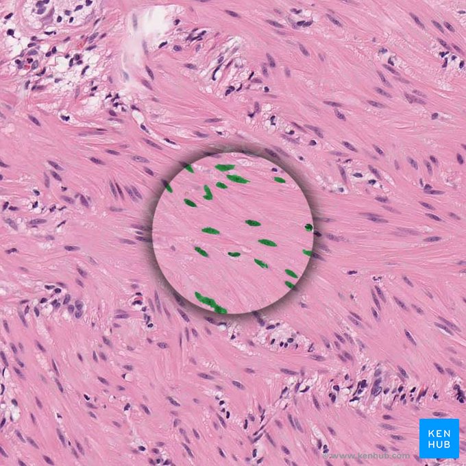 Nucleus of smooth muscle cell (Nucleus myocyti levis); Image: 