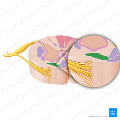 Vestibulospinal tract (Tractus vestibulospinalis); Image: Paul Kim