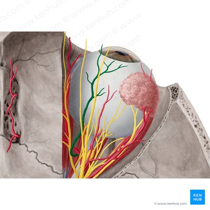 Arteria supraorbitalis (Oberaugenhöhlenarterie); Bild: Yousun Koh