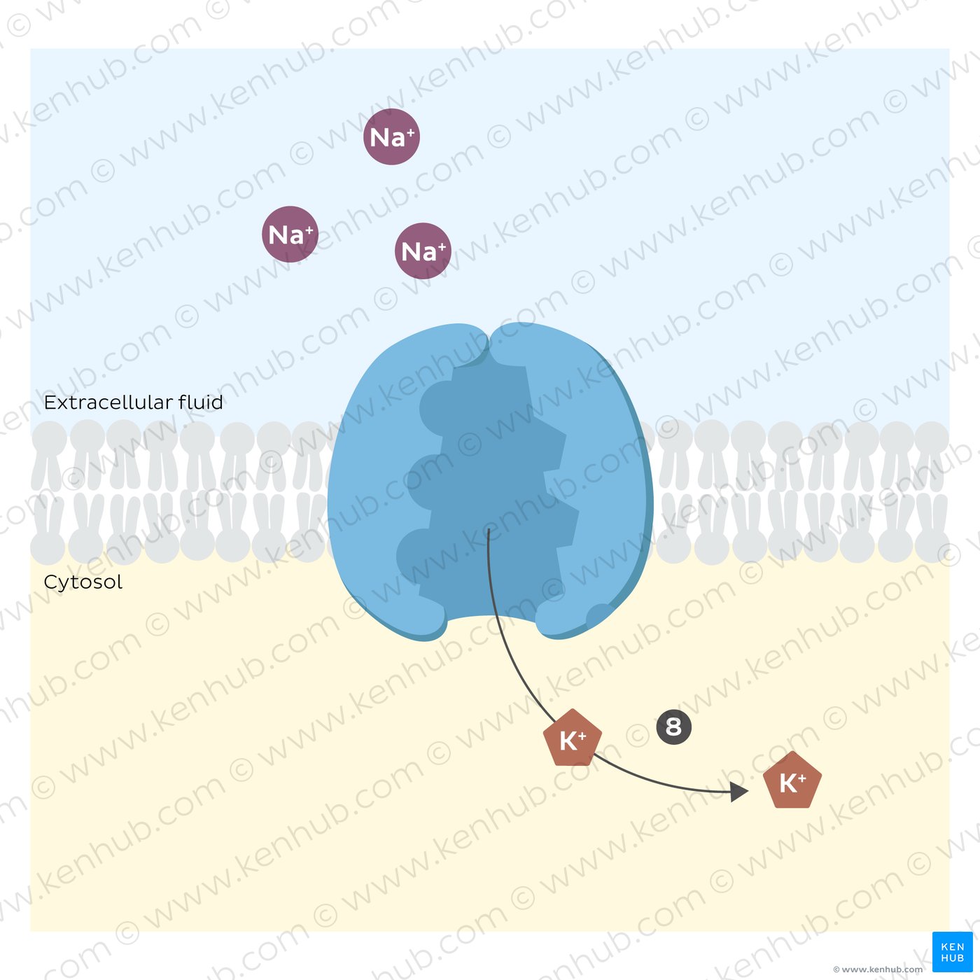 Sodium potassium pump: release of potassium ions in the cytosol