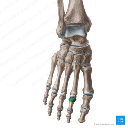 Base of proximal phalanx of 2nd toe (Basis phalangis proximalis digiti 2 pedis); Image: Liene Znotina