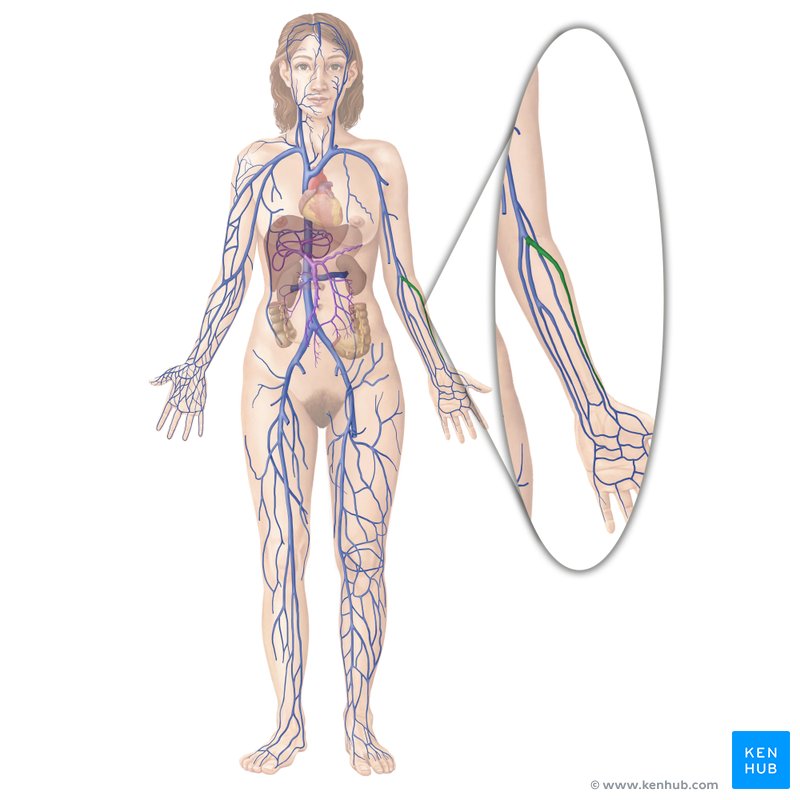 Radial vein (Vena radialis)