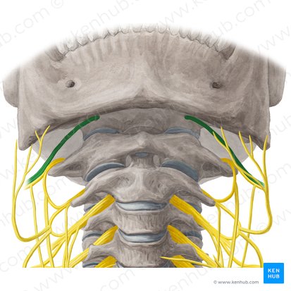 Nervus hypoglossus (Unterzungennerv); Bild: Yousun Koh