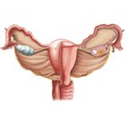 Female reproductive system