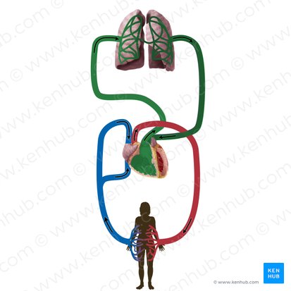 Circulación pulmonar (Circulatio pulmonis); Imagen: Begoña Rodriguez