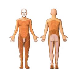 Dermatomas y miotomas