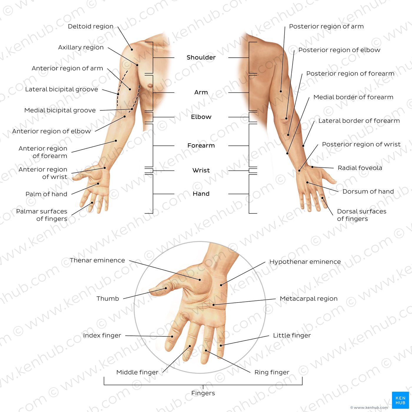 Regions of the upper extremity