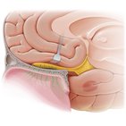 Olfaction