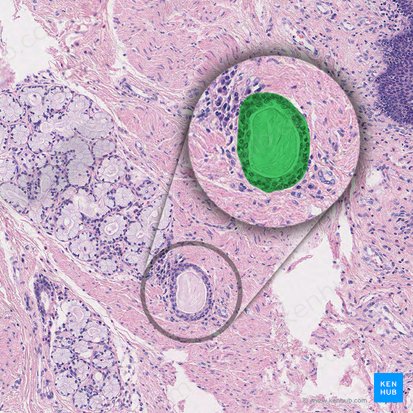 Conducto excretor de la glándula esofágica (Ductus excretorius glandulae oesophageae propriae); Imagen: 