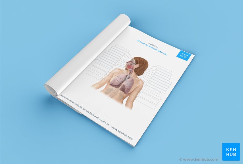 Teste os seus conhecimentos com os nossos exercícios sobre o sistema respiratório (download abaixo)