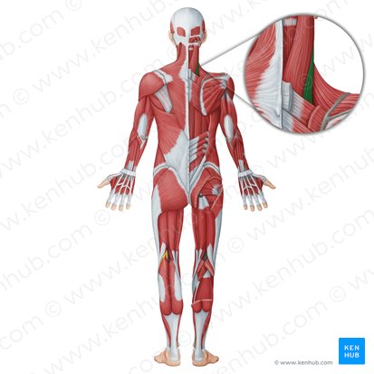 Splenius cervicis muscle (Musculus splenius cervicis); Image: Irina Münstermann