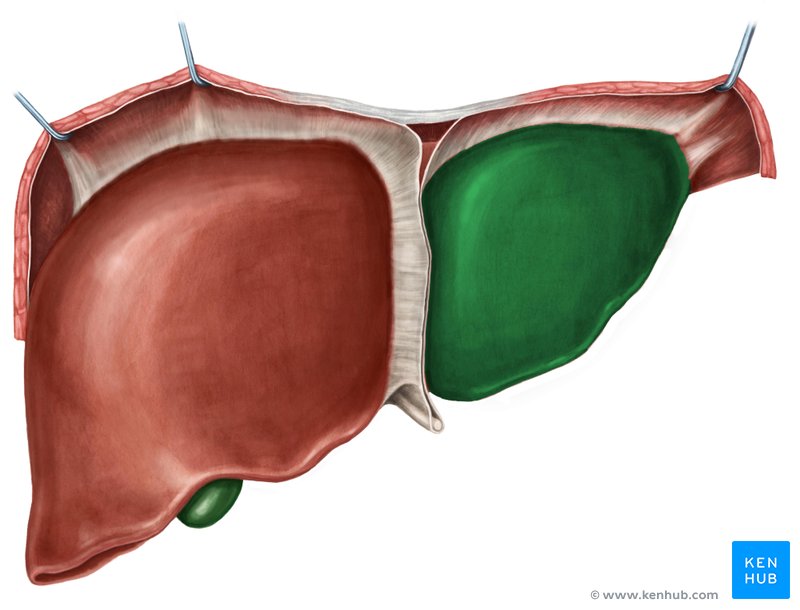 Left lobe of the liver - ventral view