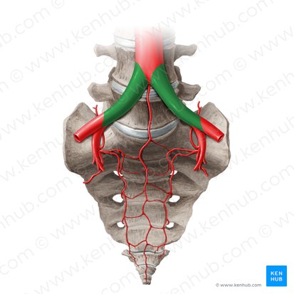 Common iliac artery (Arteria iliaca communis); Image: Liene Znotina