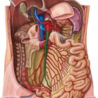 Superior mesenteric artery