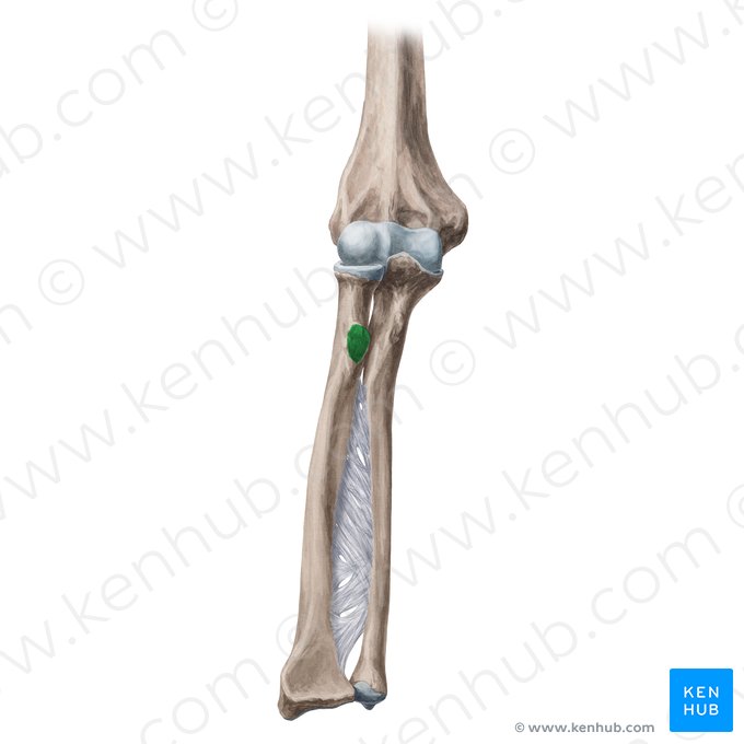 Radial tuberosity (Tuberositas radii); Image: Yousun Koh