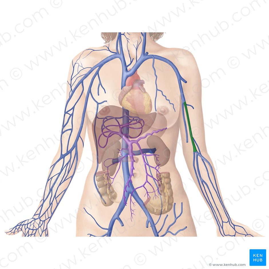 Major arteries, veins and nerves of the body: Anatomy | Kenhub