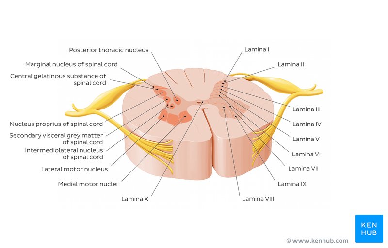 Laminae of the spinal cord