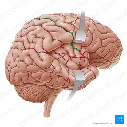 Artery of central sulcus (Arteria sulci centralis); Image: Paul Kim