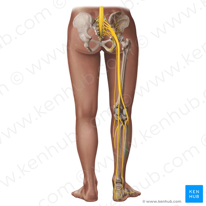 Nervo fibular superficial (Nervus fibularis superficialis); Imagem: Irina Münstermann