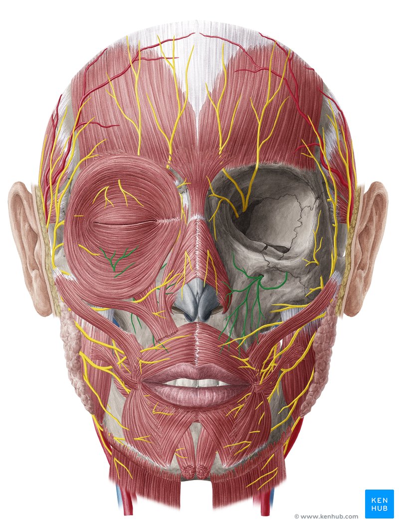 Infraorbital nerve - Anterior view