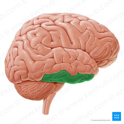 Inferior temporal gyrus (Gyrus temporalis inferior); Image: Paul Kim